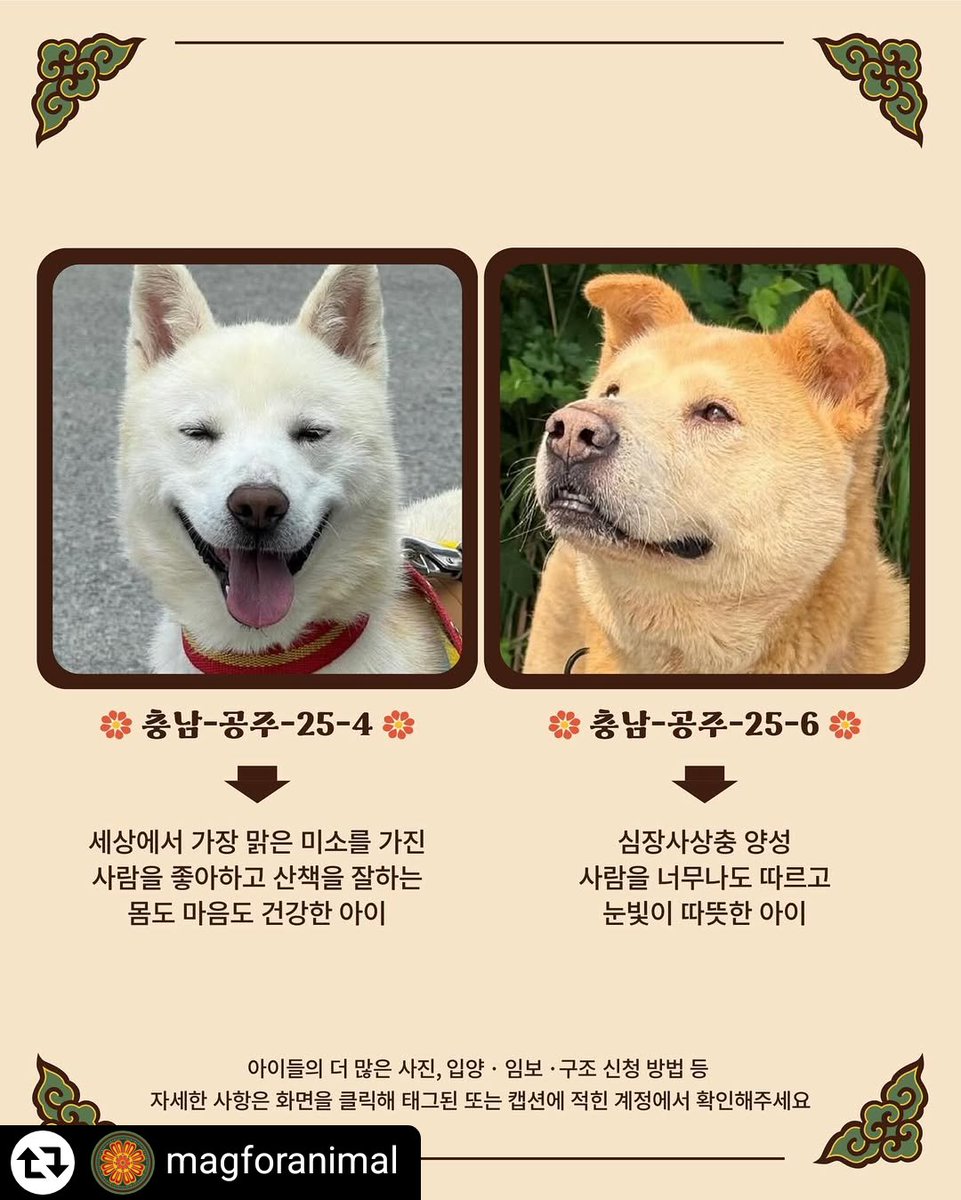 animalrtaccount's tweet photo. 오늘 오후4시 안락사 https://t.co/wU1HY15OBJ