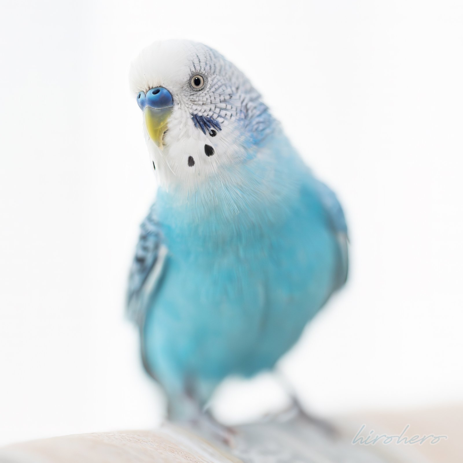 hirohero (@hirohero) / X