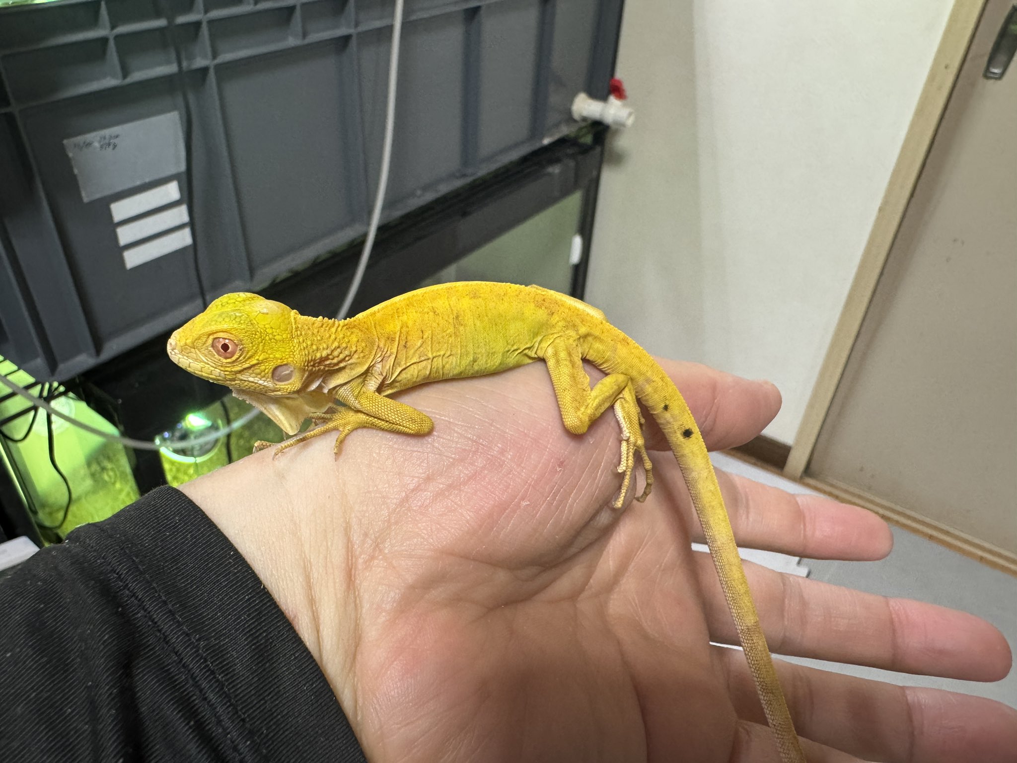 イグアナ - Search / X