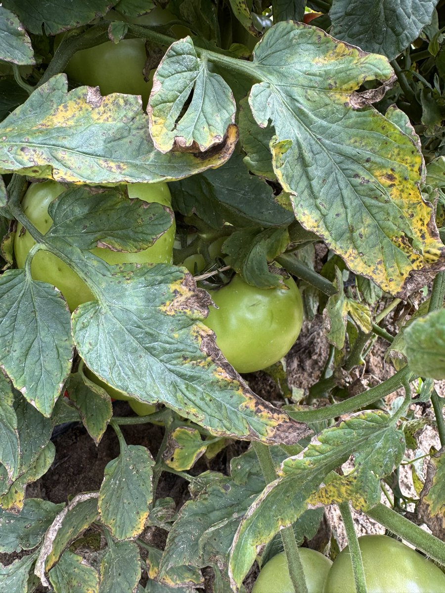 alabamaED's tweet photo. Bacterial spot on tomato caused by species of Xanthomonas. Symptoms appear on leaves (initially on older leaves), fruit &amp; stems. Lesions turn dark brown w/t a slight yellow halo. Hard to manage under wet weather &amp; presence of copper resistant strains of pathogen #Tomato #Bacteria https://t.co/Dufqp4D3cM