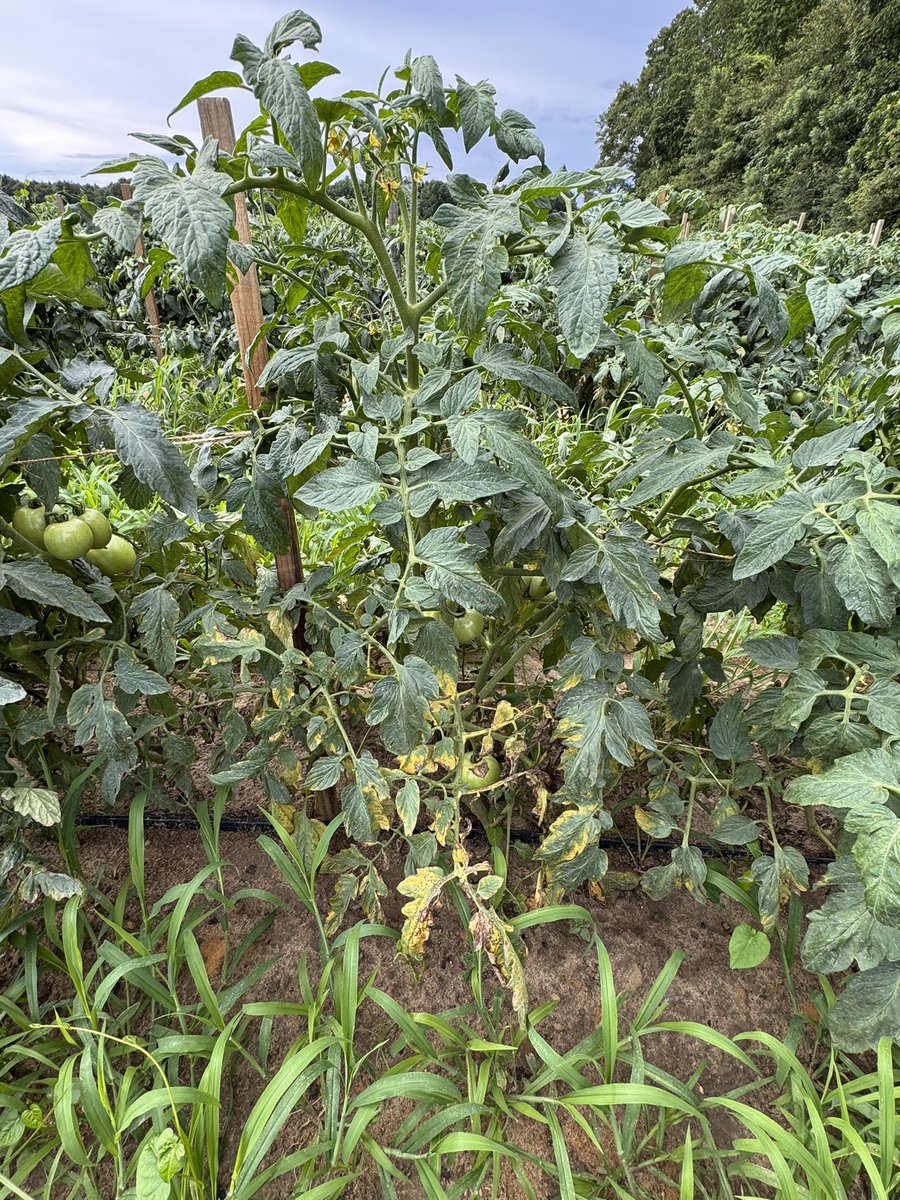 alabamaED's tweet photo. Bacterial spot on tomato caused by species of Xanthomonas. Symptoms appear on leaves (initially on older leaves), fruit &amp; stems. Lesions turn dark brown w/t a slight yellow halo. Hard to manage under wet weather &amp; presence of copper resistant strains of pathogen #Tomato #Bacteria https://t.co/Dufqp4D3cM