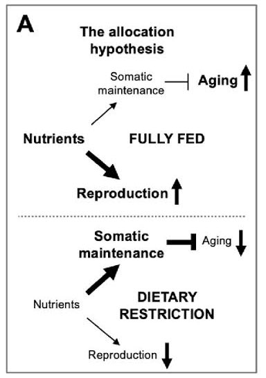 Not the most perfect theory out there, but it has some substance.

When there is a surplus of Resources (Energy), your body prioritises Growth/Reproduction &amp; when there is a scarcity, it prioritises Repair (thereby Longevity)

Perhaps the reason why any kind of Calorie