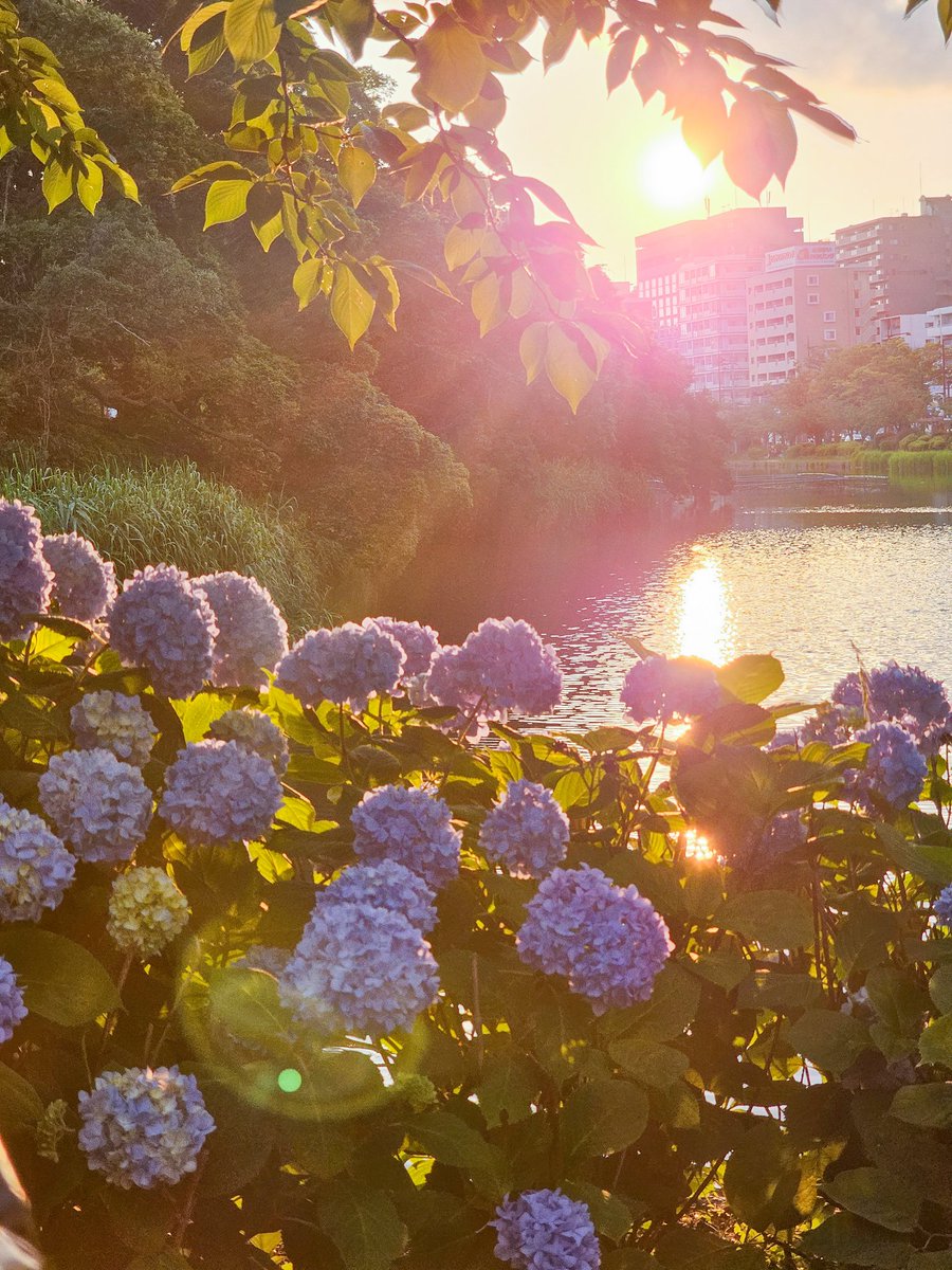 수국밭에 또 놀고싶어라..