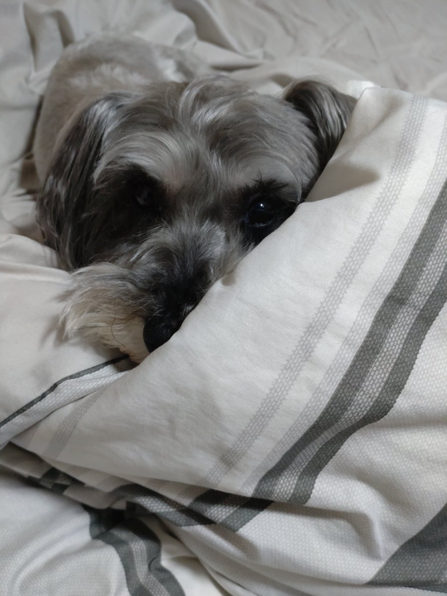 オッサンの布団に抱き着く犬♀ 