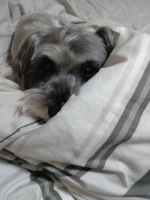 オッサンの布団に抱き着く犬♀ 