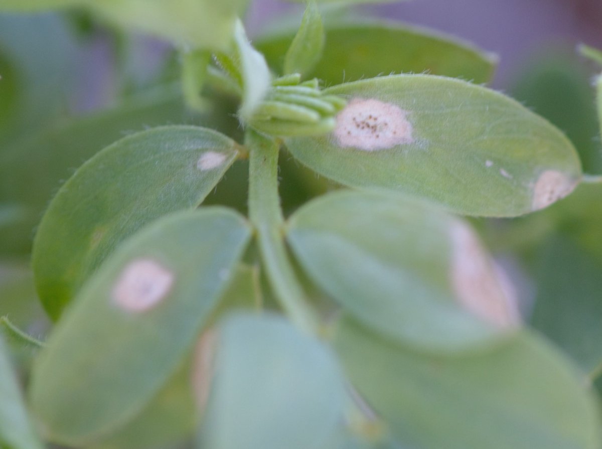 Mohsen Khani (@mohsen_khani_n) on Twitter photo Received a sample of #AscochytaBlight on #lentil from YP, SA. If you have suspect samples, please send them to: Locked Bag 100, Glen Osmond SA 5064. Let me know if you need a return prepaid envelope. <a href="/CropWatchSA/">Crop Watch SA</a> Received a sample of #AscochytaBlight on #lentil from YP, SA. If you have suspect samples, please send them to: Locked Bag 100, Glen Osmond SA 5064. Let me know if you need a return prepaid envelope. <a href="/CropWatchSA/">Crop Watch SA</a>