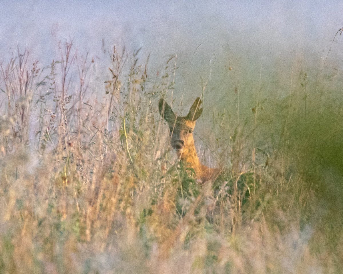 JustLien tweet media