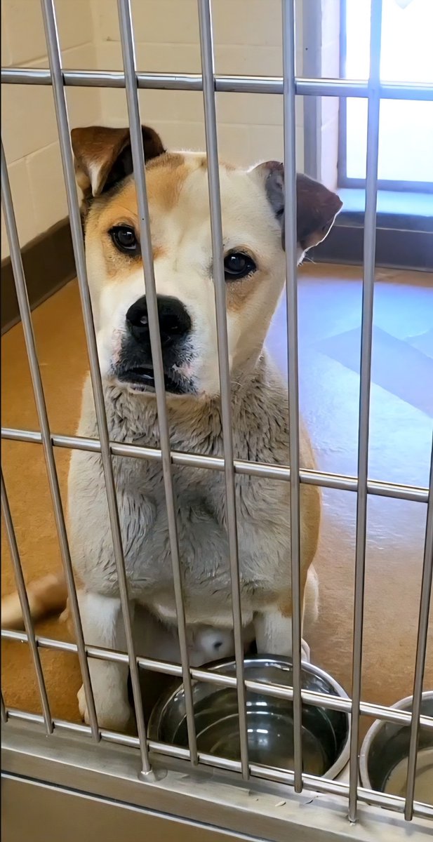 TomJumboGrumbo's tweet image. His second stay in deadly Apple Valley CA, Coppa #209975 faces the end of his life - again. Surrendered by his family for some trouble with chickens and a small dog, he's 5yo and friendly with adults, kids and large dogs. He currently has very few shares and is in need of help -…