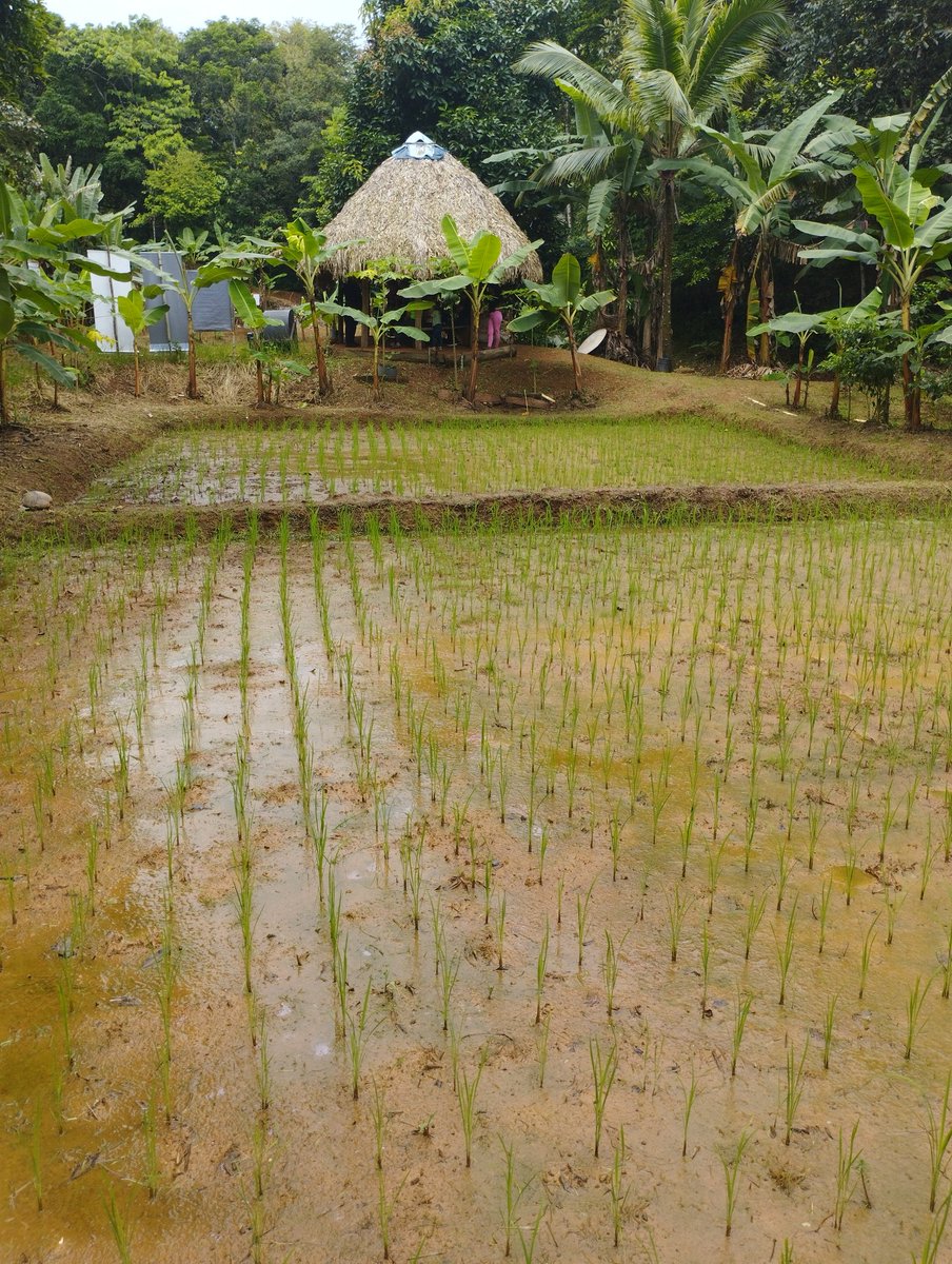 Karla Cordero Lara (@kcordero_lara) on Twitter photo Primer día de gira con productores líderes SICA/SRI en Panamá de nuestro proyecto Arroz más productivo y sustentable para LAC <a href="/FontagroLAC/">FONTAGRO</a> liderado por <a href="/iniachile/">INIA Chile</a> y coejecutado por <a href="/IDIAP_PA/">IDIAP Panamá</a> en las fotos la finca de María Ester productora de arroz agroecológico 💪🏻🌾🎉🥰 Primer día de gira con productores líderes SICA/SRI en Panamá de nuestro proyecto Arroz más productivo y sustentable para LAC <a href="/FontagroLAC/">FONTAGRO</a> liderado por <a href="/iniachile/">INIA Chile</a> y coejecutado por <a href="/IDIAP_PA/">IDIAP Panamá</a> en las fotos la finca de María Ester productora de arroz agroecológico 💪🏻🌾🎉🥰