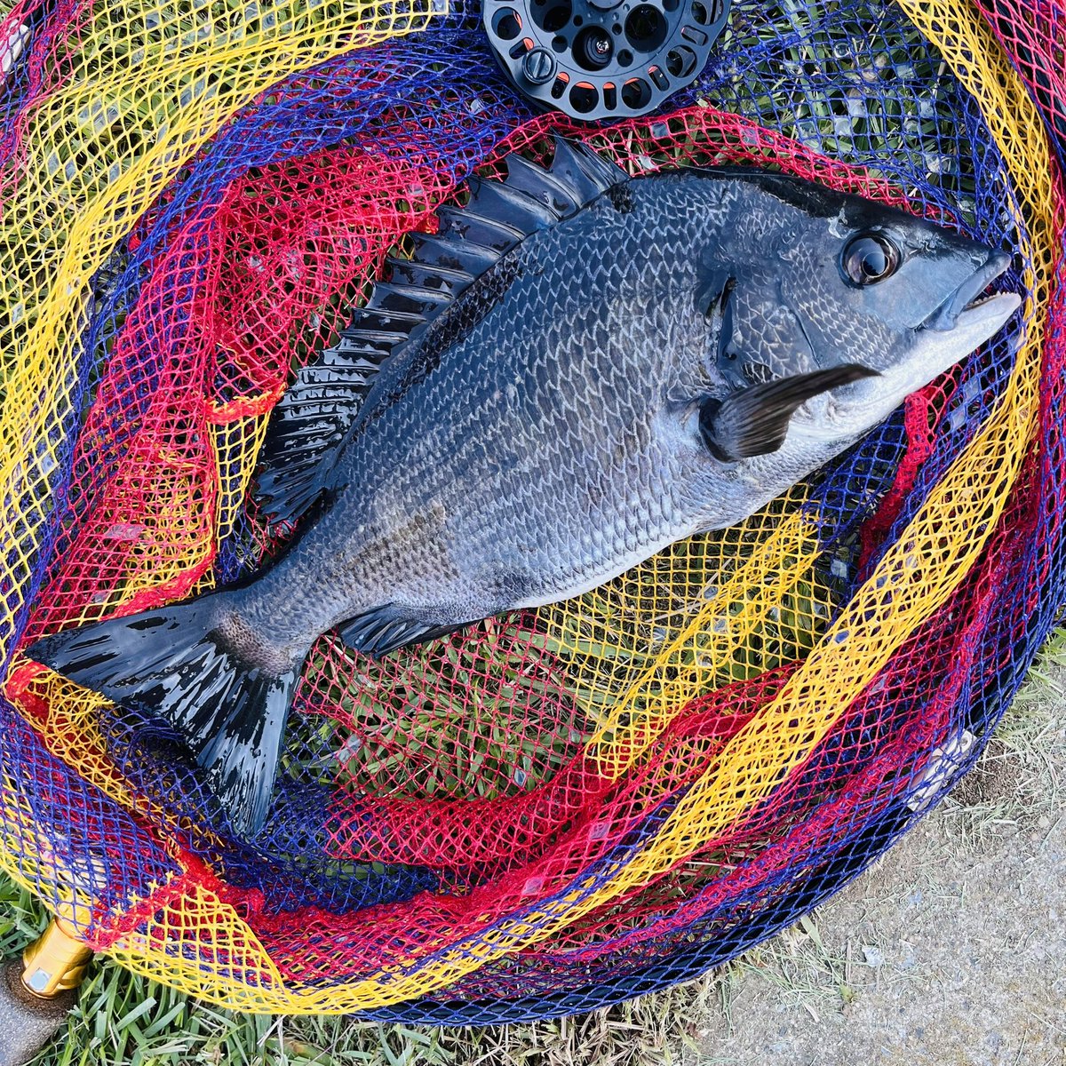 fukuda_tkc's tweet image. 【ハンターカブで釣り】銀座4丁目に歩いて行けるような大都会の公園でかっこいい黒鯛が釣れます/中央区晴海の海＼(^o^)／
#黄カブ #ハンターカブ　#ct125 #カブで釣り　#ヘチ釣り　#クロダイ　#晴海