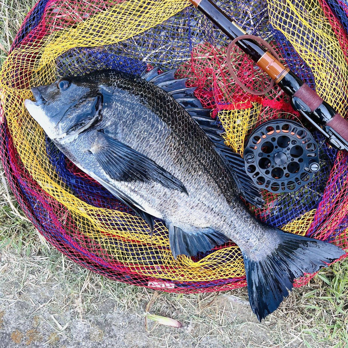 fukuda_tkc's tweet image. 【ハンターカブで釣り】銀座4丁目に歩いて行けるような大都会の公園でかっこいい黒鯛が釣れます/中央区晴海の海＼(^o^)／
#黄カブ #ハンターカブ　#ct125 #カブで釣り　#ヘチ釣り　#クロダイ　#晴海