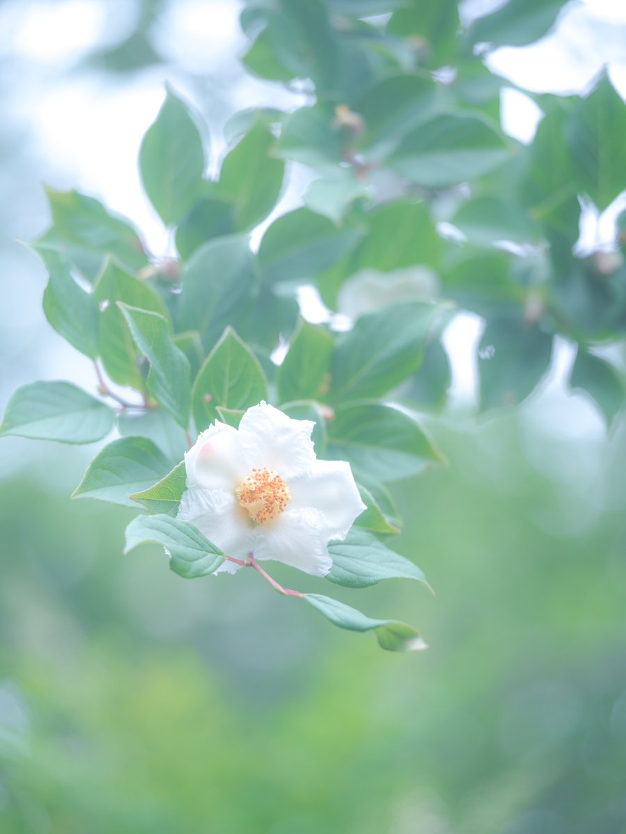 祇園精舎の鐘の声
諸行無常の響きあり
沙羅双樹の花の色
盛者必衰の理をあらはす
　　　　　　　　平家物語より

沙羅双樹（夏椿）