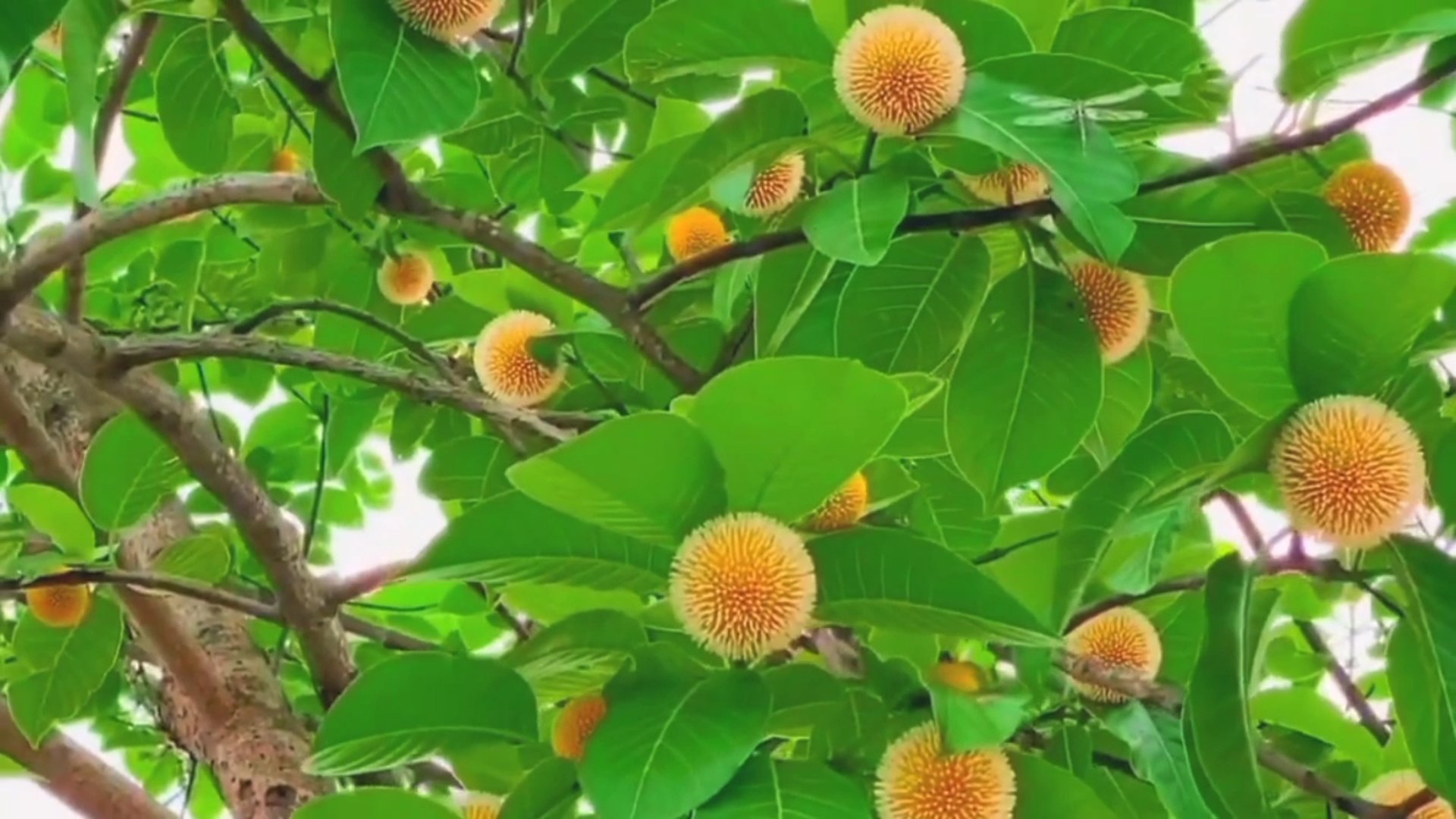 কদমফুল: ঐতিহ্যের প্রতীক, তবে বিলুপ্তির পথে বর্ষার অনিন্দ্য সৌন্দর্য