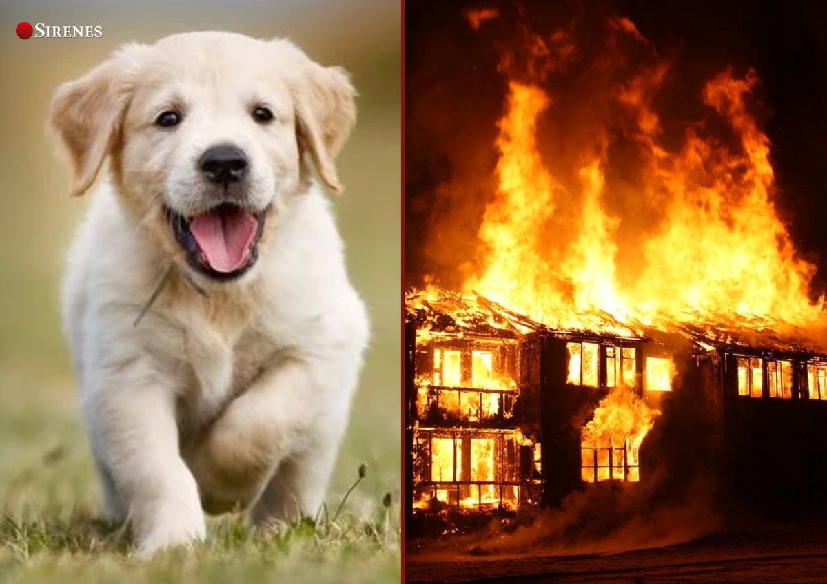 SirenesFR's tweet image. 🔴🐶 SONDAGE | 40% des Français sauveraient leur chien plutôt qu'un "touriste étranger". (Marie-France)