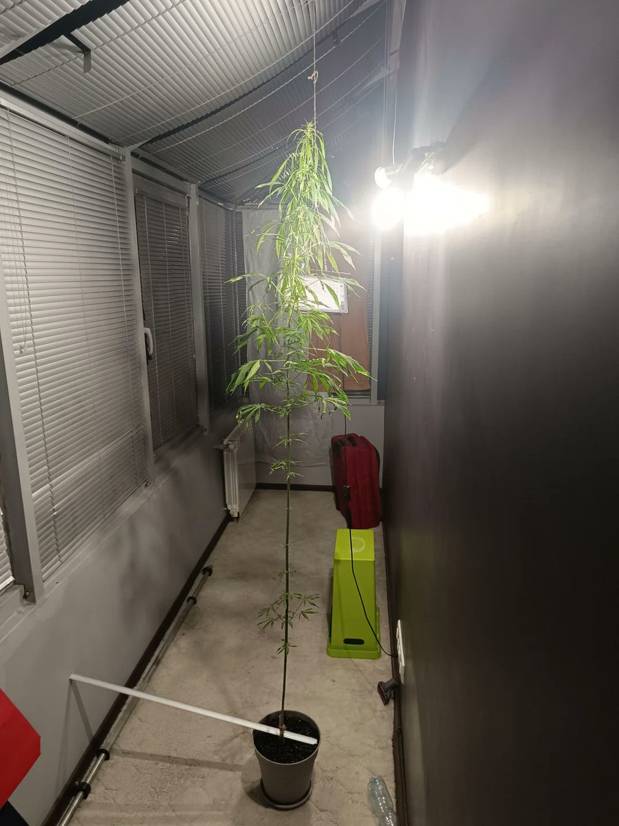 "My plant is gonna be in the NBA" 😂
📸:No-Entrepreneur-290