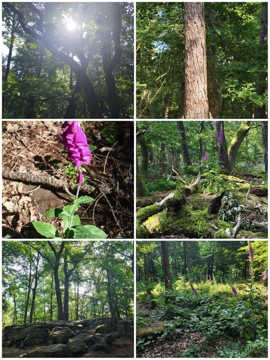 Liebe Grüße 👋🏼 aus dem Pfälzer Wald 🦋🧚🏼‍♀️💚🌳