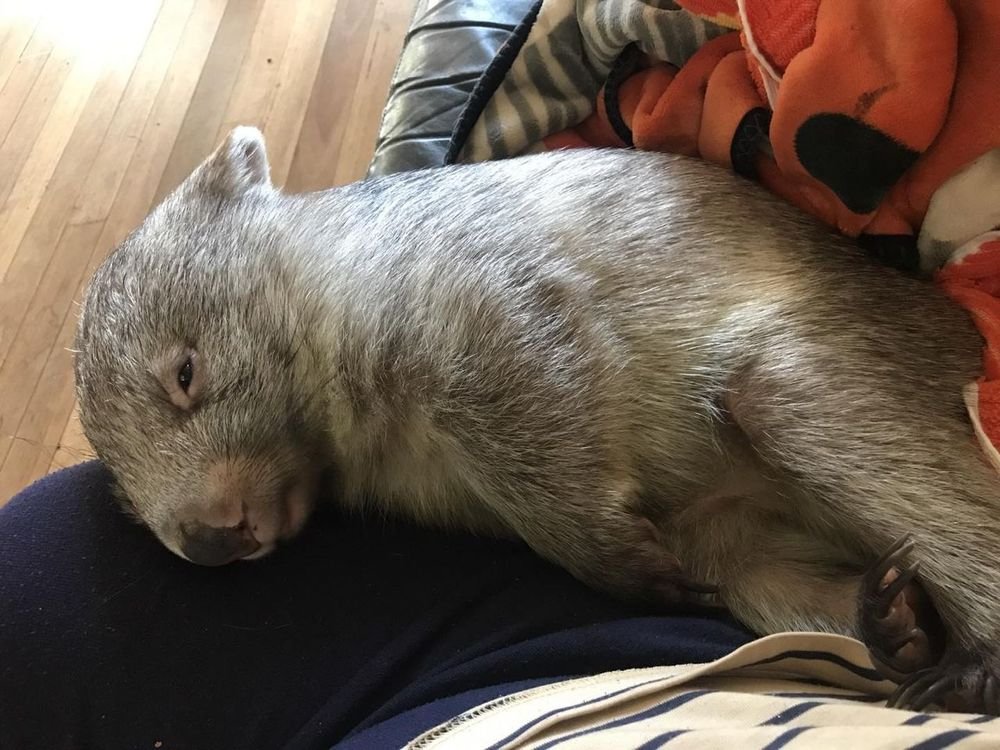 Writing Wombat (@wombatwalking) on Twitter photo Does anyone feel like having a wombatlet nap on their lap? ๐ค #WombatWednesday
<a href="/millyfromoz/">MillyCat ๐ and RovyCat ๐ฆ๐บ</a> <a href="/Miezebiene/">โฎ๏ธ๐บ๐ฆ Phoebe, Juno and their human Sabine</a> <a href="/madridnantes/">Maria Simon</a> <a href="/PuddlesO/">Miss Kona & Puddles (her hoom)</a> <a href="/kirstym53/">Smudge and ๐ Angel Maggie</a> <a href="/scruffkit/">Siblings of Scruffkit</a> <a href="/JoyceTurkington/">Big Smudger and tiny Pixie</a> <a href="/AmbassacatBXL/">Titi</a> <a href="/Eliot01375004/">Eliot, big brofur of Atwood & Borys ๐ฆ๐บ ๐บ๐ฆ</a> Does anyone feel like having a wombatlet nap on their lap? ๐ค #WombatWednesday
<a href="/millyfromoz/">MillyCat ๐ and RovyCat ๐ฆ๐บ</a> <a href="/Miezebiene/">โฎ๏ธ๐บ๐ฆ Phoebe, Juno and their human Sabine</a> <a href="/madridnantes/">Maria Simon</a> <a href="/PuddlesO/">Miss Kona & Puddles (her hoom)</a> <a href="/kirstym53/">Smudge and ๐ Angel Maggie</a> <a href="/scruffkit/">Siblings of Scruffkit</a> <a href="/JoyceTurkington/">Big Smudger and tiny Pixie</a> <a href="/AmbassacatBXL/">Titi</a> <a href="/Eliot01375004/">Eliot, big brofur of Atwood & Borys ๐ฆ๐บ ๐บ๐ฆ</a>