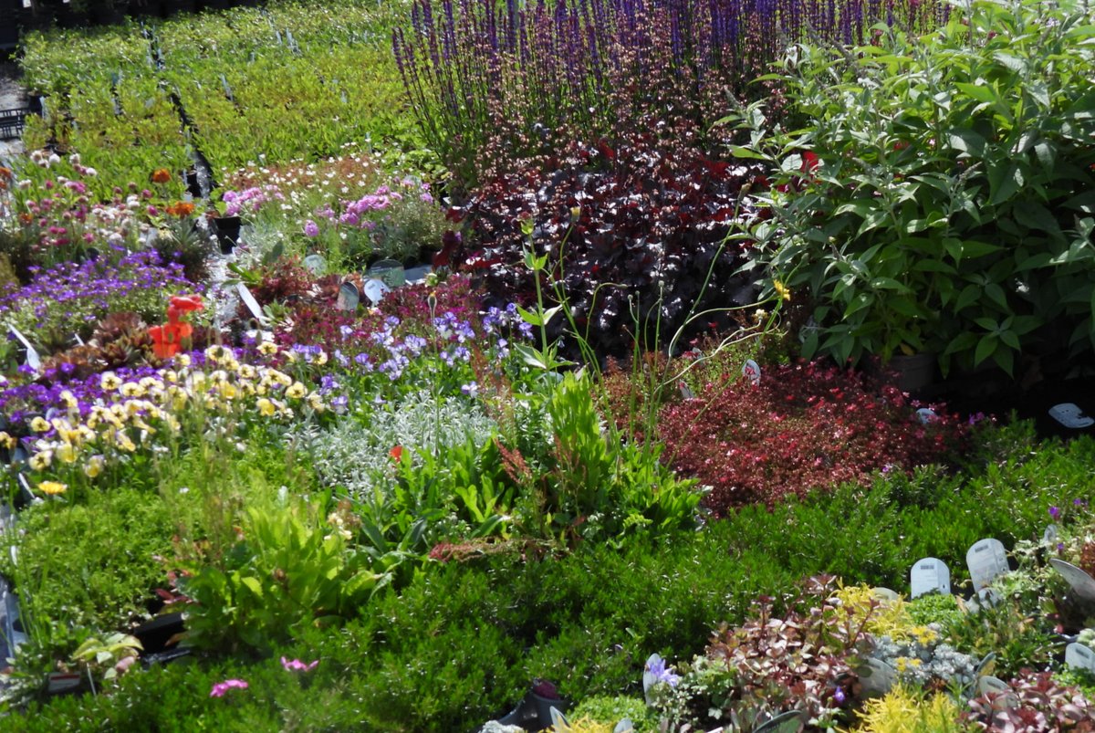 🌱 Welcome to Our New Member: Ashridge Nurseries
📍 Grove Cross Barn, Castle Cary, BA7 7NJ

We’re delighted to welcome Ashridge Nurseries to the Visit Somerset family!

Click here to find out more-loom.ly/1KSKsrE