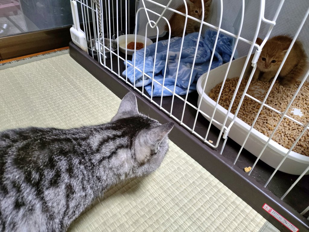 長老が子猫に気がついた。