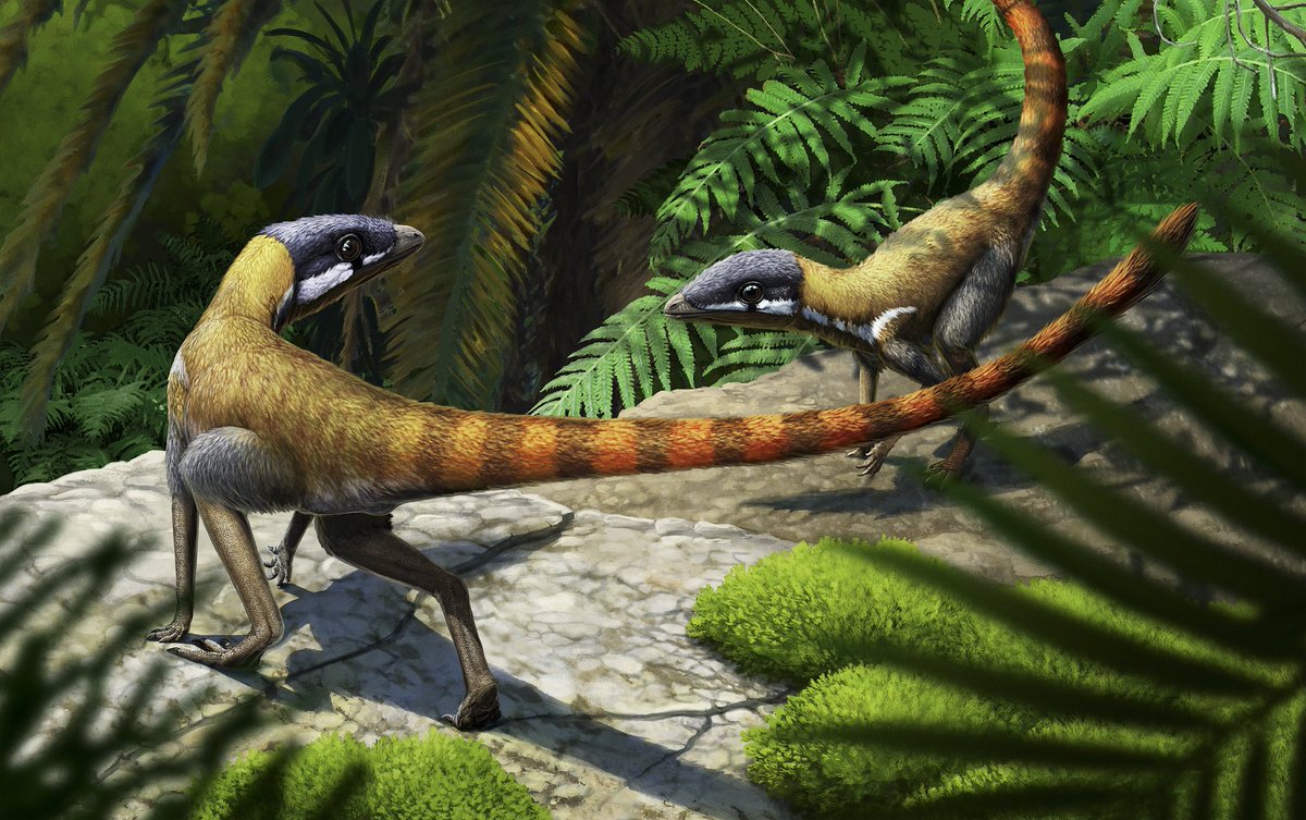 [1/7] New paper in <a href="/NatureEcoEvo/">NatureEcoEvo</a> co-lead by <a href="/emmadnn/">Dr Emma Dunne</a>, Davide Foffa &amp; me: we combined fossil occurrences, biogeography and climate modelling to investigate the origins and early evolution of pterosaurs 🔗nature.com/articles/s4155…
