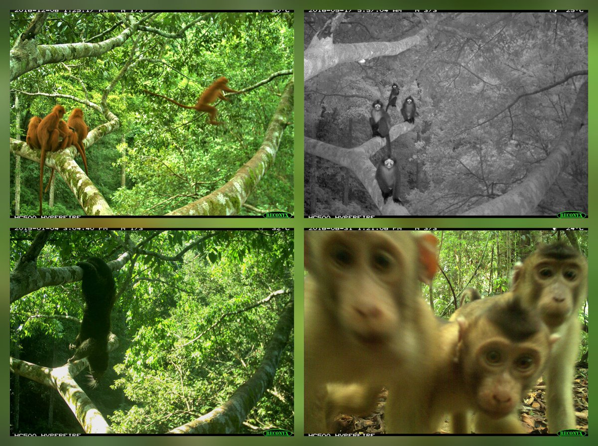 Our first site is a magnificent strangler fig

Previously 1 canopy + 1 ground camera detected 17 mammal spp here (incl 📸⏬️ Maroon &amp; Sabah Grey Langurs, Pig-Tailed Macaque, Binturong)

Now, we have 5 cams from 0-41m.. what else is hiding in those layers? 🔭

#Jungle #Fieldwork