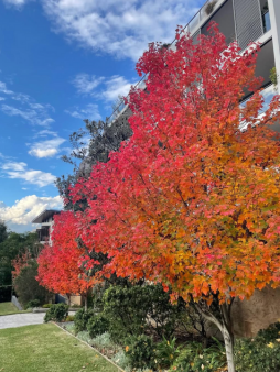 IntheCoveITC's tweet image. Our Weekly News Blast is out
Lane Cove Council To Discuss Electoral Campaigning Reform| NSW Govt promises more Bendy Buses for Lane Cove| Winter School Holidays Guide - *|mailchi.mp/inthecove.com.…|*. #lanecove