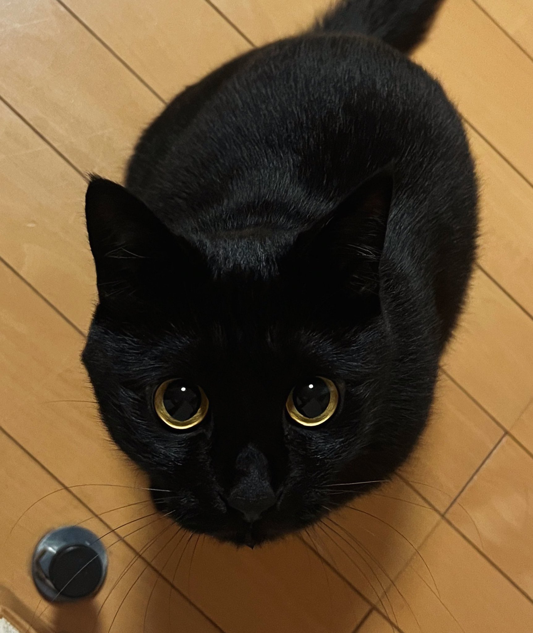 額 女豹に黒猫 YUNI | 🩷🐈‍⬛✨🌙 . . . . . #黒猫#猫#保護猫#黒猫同盟#黒猫部