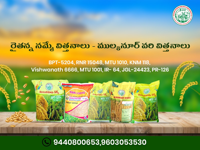 mulkanoorCoop's tweet photo. 🌾 Trust Begins with the Right Seed 🌾
At #MulkanoorCooperativeSociety,we understand that a good harvest starts with trusted seeds.That’s why we offer a diverse range of high-quality, farmer-preferred #paddyseed varieties – suited for different soils,seasons and needs.#RNR15048 https://t.co/hMm0iLdEXu