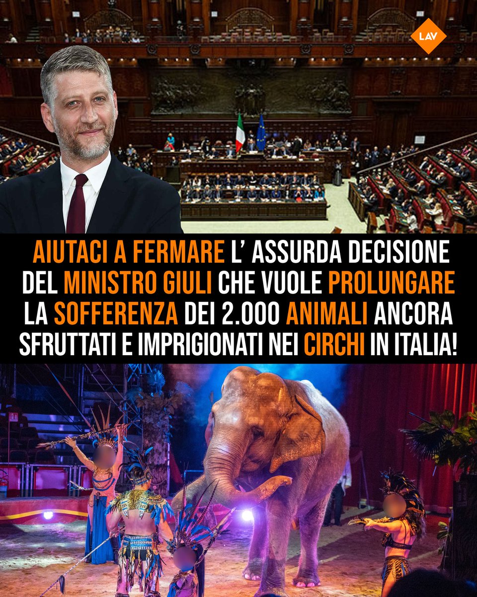 LAV (@lav_italia) on Twitter photo .<a href="/AlessGiuli/">Alessandro Giuli</a> <a href="/MiC_Italia/">Ministero della Cultura</a> propone a Parlamento di posticipare fino a dicembre 2026 l’entrata in vigore del Decreto attuativo #BastaAnimaliNeiCirchi. #LAV chiede il ritiro del Ddl con la tua firma sostegno per far sentire la voce dei 2mila animali ancora reclusi! .<a href="/AlessGiuli/">Alessandro Giuli</a> <a href="/MiC_Italia/">Ministero della Cultura</a> propone a Parlamento di posticipare fino a dicembre 2026 l’entrata in vigore del Decreto attuativo #BastaAnimaliNeiCirchi. #LAV chiede il ritiro del Ddl con la tua firma sostegno per far sentire la voce dei 2mila animali ancora reclusi!