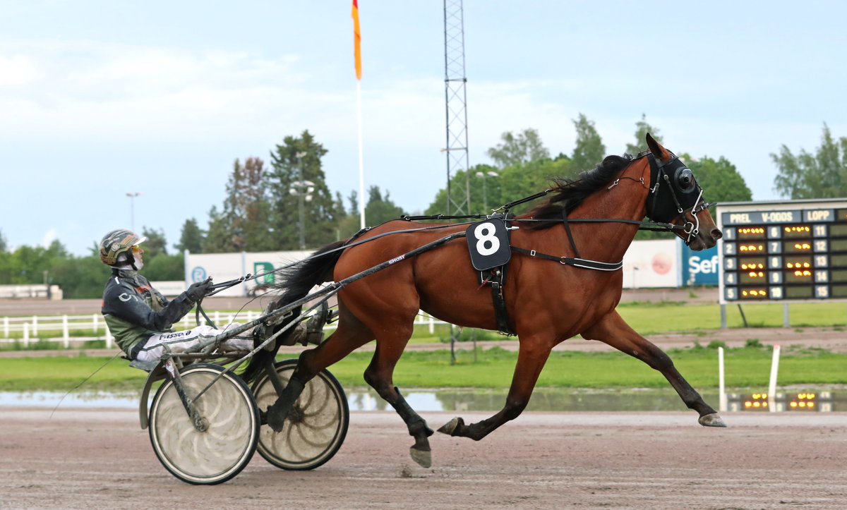 Vill du ha chansen att äga en E3-finalist nästa helg?
Nu på lördag kör vi en specialauktion klockan 19:15 där vi endast auktionerar ut EN häst. Det handlar om Global Genesis som startar i E3-finalen för ston i Eskilstuna den 28 juni. Välkomna! travera.nu/kopa-hast/glob…