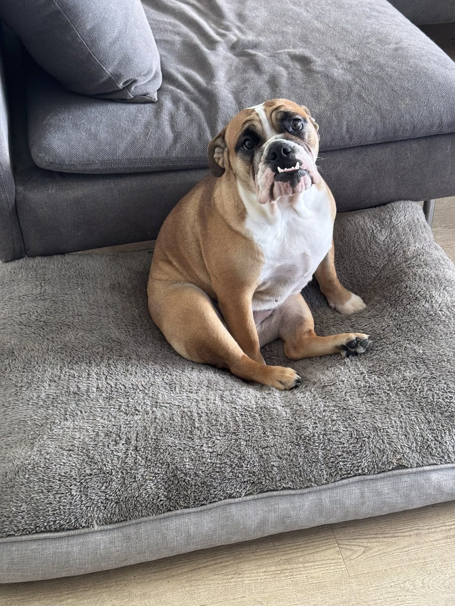 L’homme, le chien 💫

Et vous ?