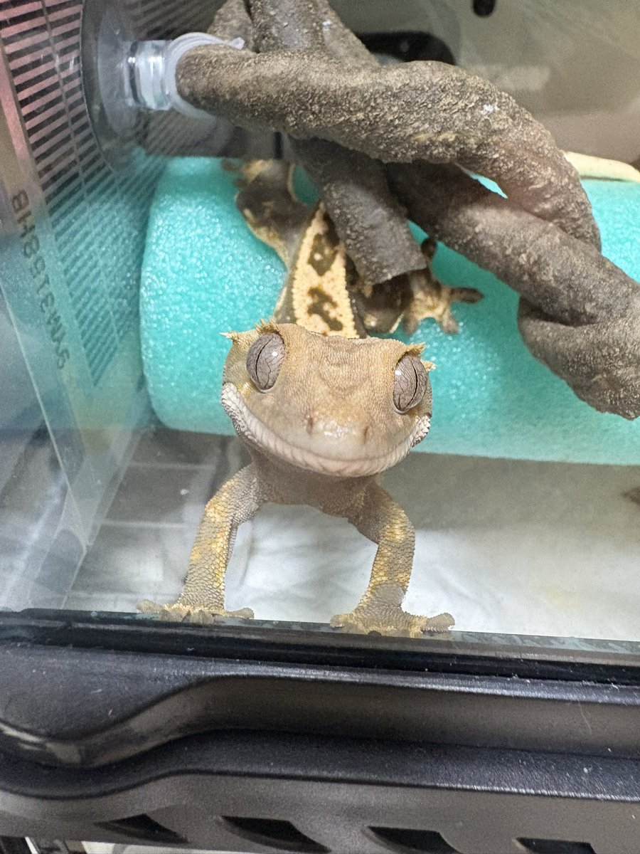 最近のｶﾜｲｲﾁｬﾝたち
