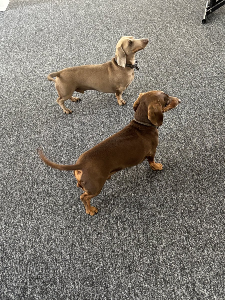 CandourTV's tweet image. Happiness in the Candour office this morning! #Ralph #Wilbur #MiniDash