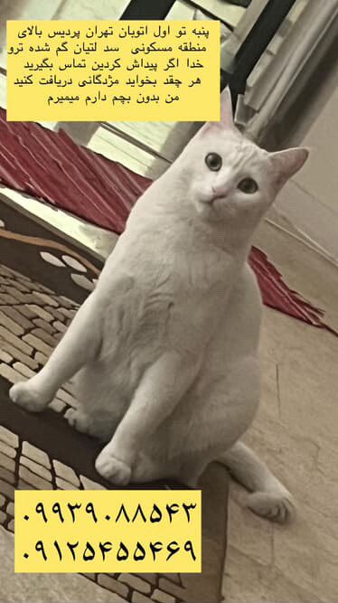 pet__koo's tweet photo. به گفته شما؛ سرپرستش داشته از تهران به سمت شمال ميرفته، بچه رو بعد از چندساعت از كوله اورده بيرون و زدن كنار كه بره دسشويي كنه قلاده كتفي هم داشته بچه قلاده رو از تنش درمياره و فرار ميكنه به سمت كوه متاسفانه تو ازادراه گم شده ، اصلا خونه اي اونجا نيست سرپرستش داره ديوونه ميشه https://t.co/pFcvnHqKqB