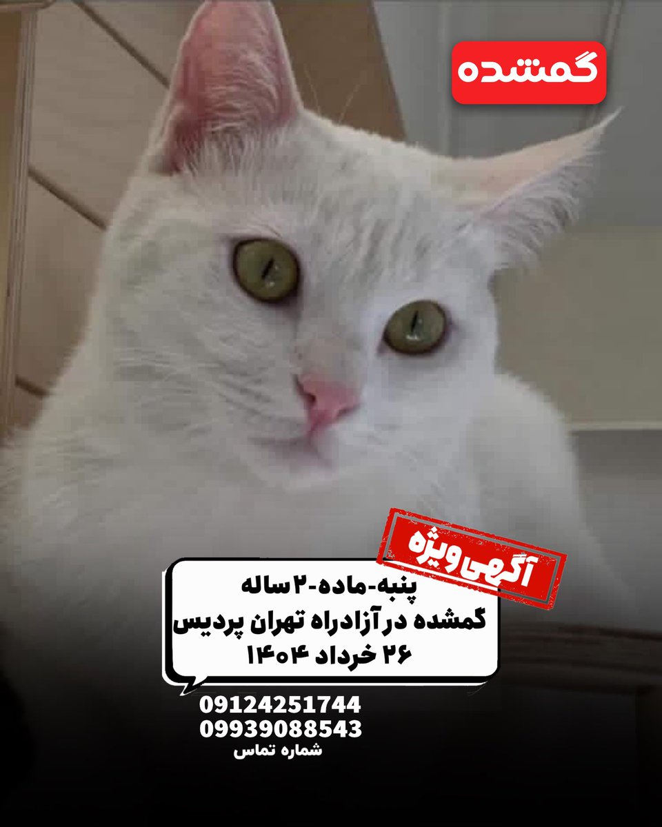 pet__koo's tweet photo. به گفته شما؛ سرپرستش داشته از تهران به سمت شمال ميرفته، بچه رو بعد از چندساعت از كوله اورده بيرون و زدن كنار كه بره دسشويي كنه قلاده كتفي هم داشته بچه قلاده رو از تنش درمياره و فرار ميكنه به سمت كوه متاسفانه تو ازادراه گم شده ، اصلا خونه اي اونجا نيست سرپرستش داره ديوونه ميشه https://t.co/pFcvnHqKqB
