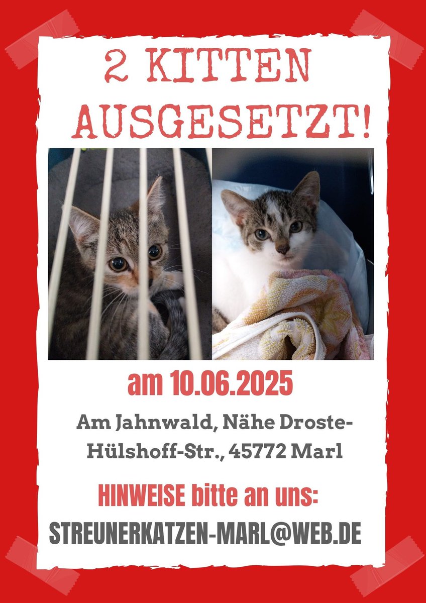 Streunerkatzen Marl Kopie:
Wieder mal sind wir einfach nur sprachlos, wütend, entsetzt.
Heute bekamen wir einen Anruf, dass im Jahnwald in Marl-Hüls zwei kleine Katzenkinder ausgesetzt wurden. Ein Kitten war da bereits von einer Dame eingefangen worden, das Zweite war