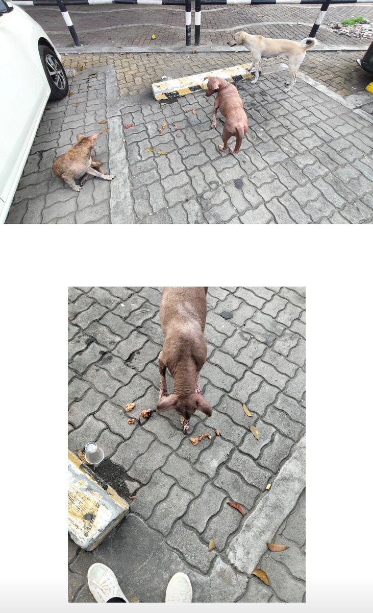 genekylaa's tweet photo. Sa gitna ng kaguluhan at pagod sa buhay, piliin pa ring maging mabuti lalo na sa mga nilalang na walang ibang sandalan kundi tayo. #AdoptDontShop #spreadkindness #RescueStrayDogsAndCats https://t.co/dMwuEEWw1J