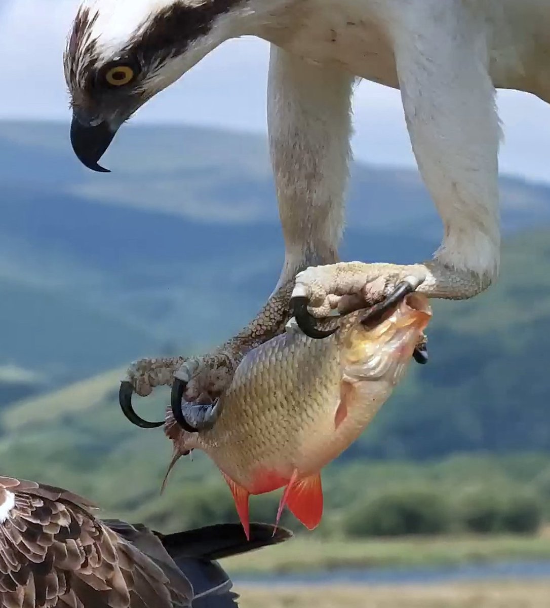 DyfiOspreys's tweet image. Bore da
Here's an uncommon prey item - a Rudd
Rudd favour ponds, small lakes, canals and slow-flowing rivers; it has a distinctive upturned mouth that allows it to take insects from the water’s surface
Maybe getting to close to the surface wasn't a great idea on this occasion?