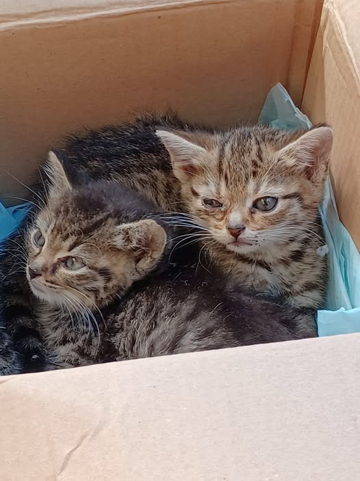 Tierheim Köthen Kopie:
Diese beiden Katzenkinder wurden am 17.06., zu uns gebracht.
Sie wurden nach Angaben der Finder, die in Köthen wohnen, wohl nachts auf der Heimtour bei Polyfilm Weißandt-Gölzau in dem Karton entdeckt.
Ein Katzenkind hat Katzenschnupfen, der erst einmal