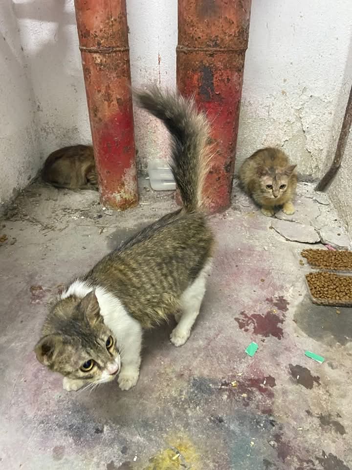 📌BANGI/KAJANG 

Ada yg boleh adopt? Kucing ni rasanya fully indoor tp owner buang diorg.. 2ekor tu takut sgt. Tp tiga2 manja.. 2betina 1jantan. Yg sekor tu mcm dh kena gigit anjing kt perut.. 😢

Klu ada yg boleh jaga 3ekor kucing comel manja ni, saya boleh hantarkan ke rumah 🤝🏻