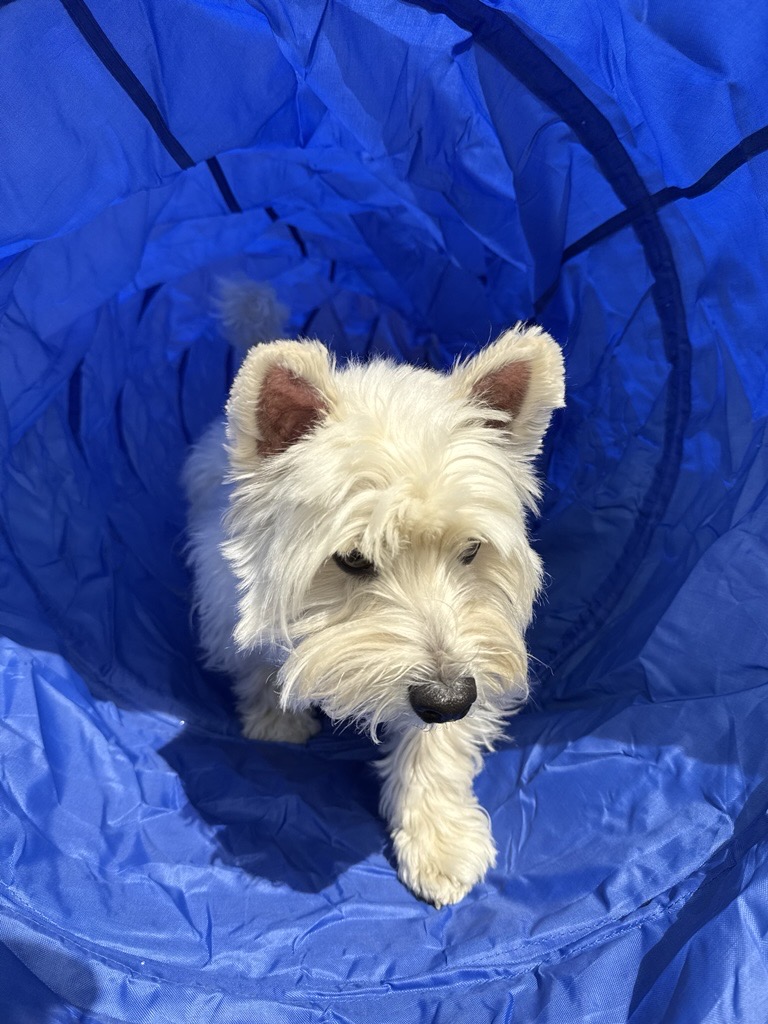 One of our most popular dog events is the Doggy Agility &amp; Play Zone! Alongside the agility course, the event package also includes branded gift bags filled with treats. A caricaturist is a fun optional add-on, perfect for creating a keepsake to take home and frame. 🐕
