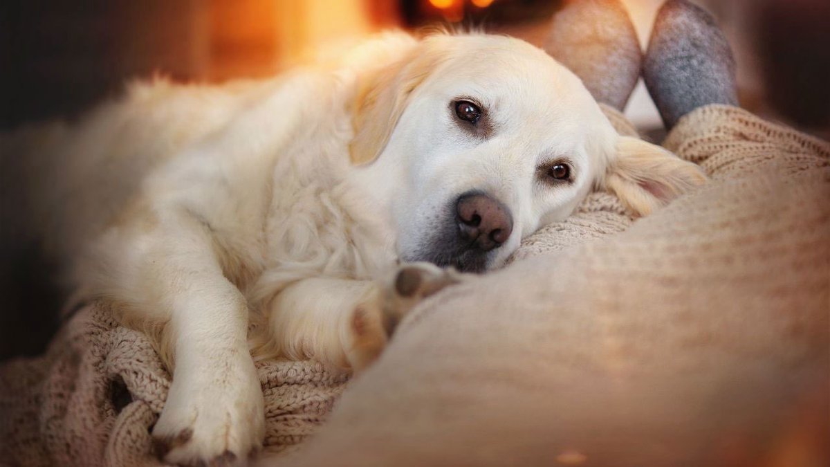 GossipRoomOff's tweet photo. 🚨 40 % des gens sauveraient leur chien avant un inconnu en cas d’incendie !

C’est ce que révèle une récente étude qui fait beaucoup réagir. Pour de nombreuses personnes, leur chien n’est pas "juste un animal", mais un véritable membre de la famille. 🐶♥️ (via Marie France) https://t.co/KeFHhJKcfw