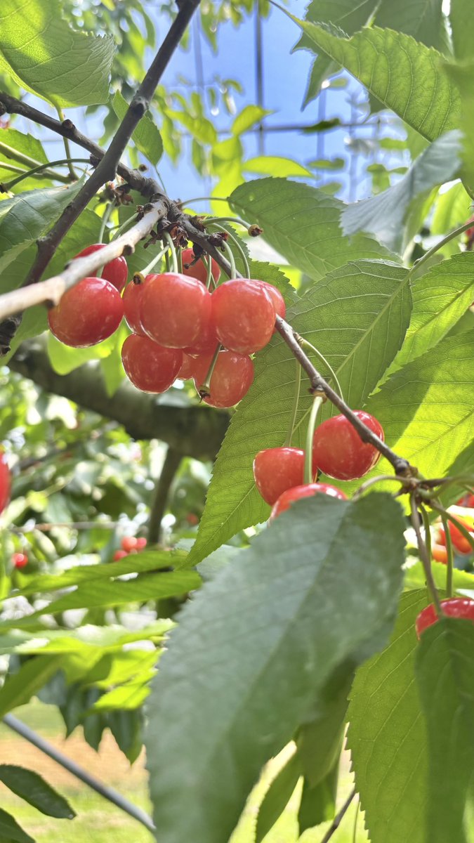 さくらんぼ狩り行ってきました🍒✨
暑さ続いた日だったので朝一で🍒
さくらんぼ好きすぎて毎日食べたい🤤

tops:OverE ウエストベルト付きカシュクールブラウス
bottoms:OverEストレッチデニムセミフレアスカート