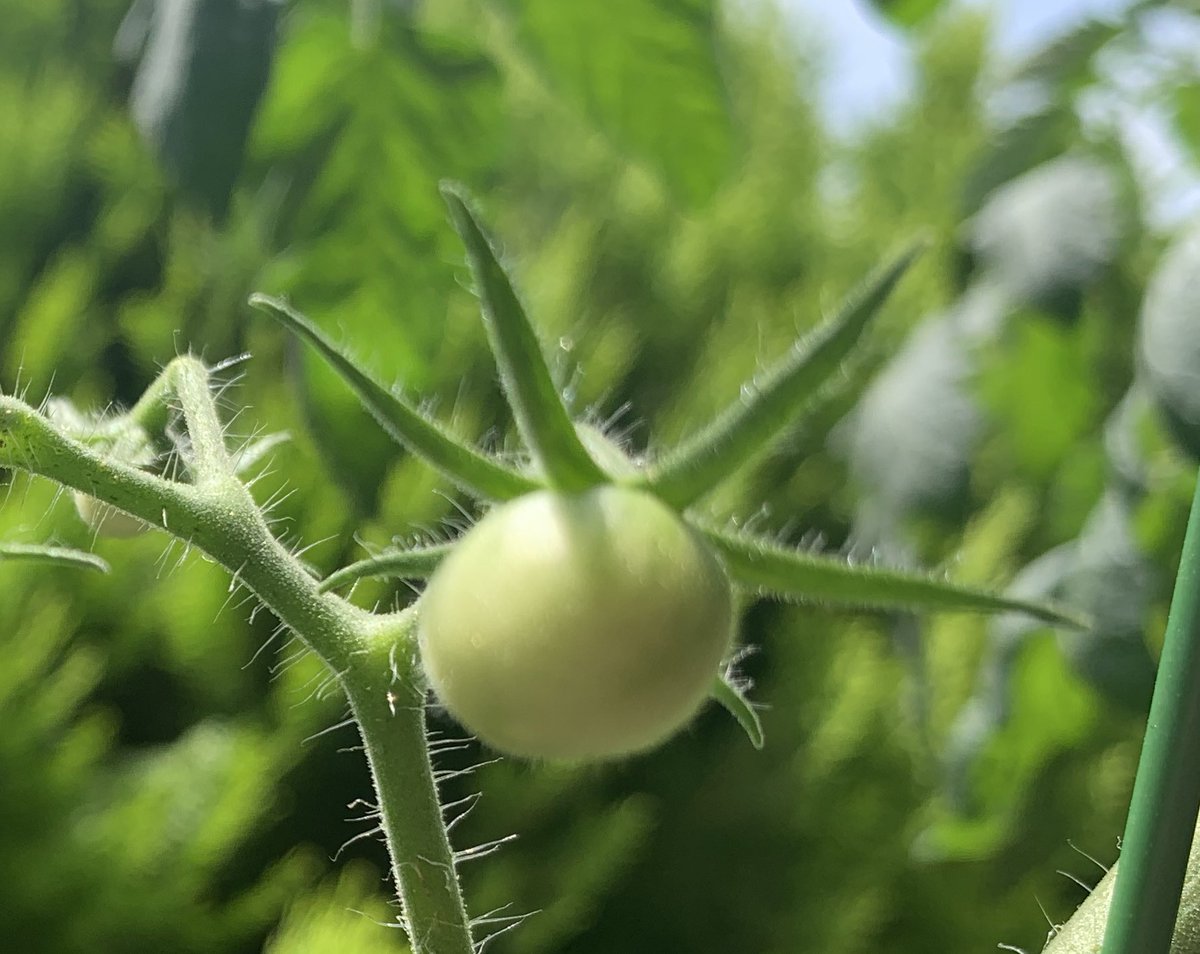 ミニトマトのお子様観察日記
1日で成長しておる、今日で終了