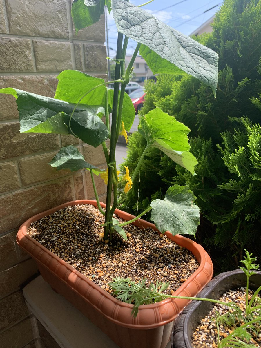 きゅうり🥒投げ植え観察日記
これ以上の手間をかけずに
成長できるのか観察中