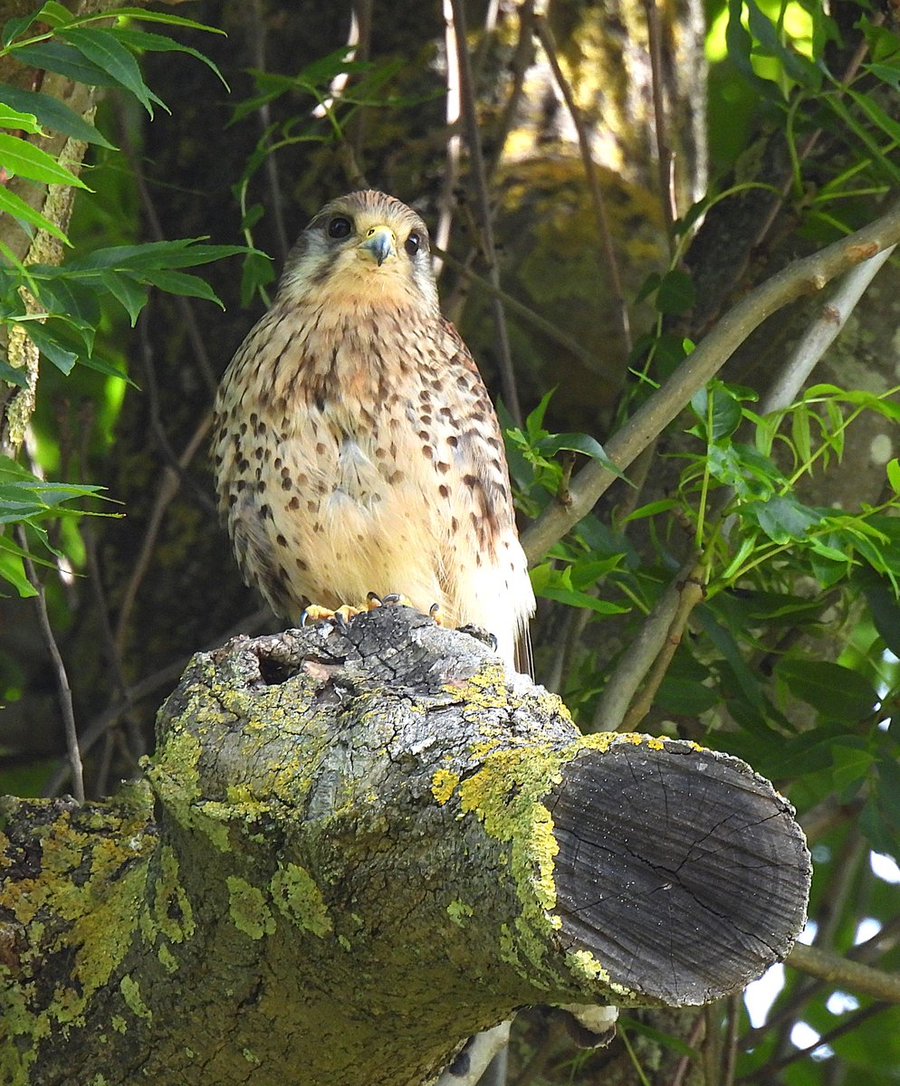 Kestrel at Hall Place 17/6/25