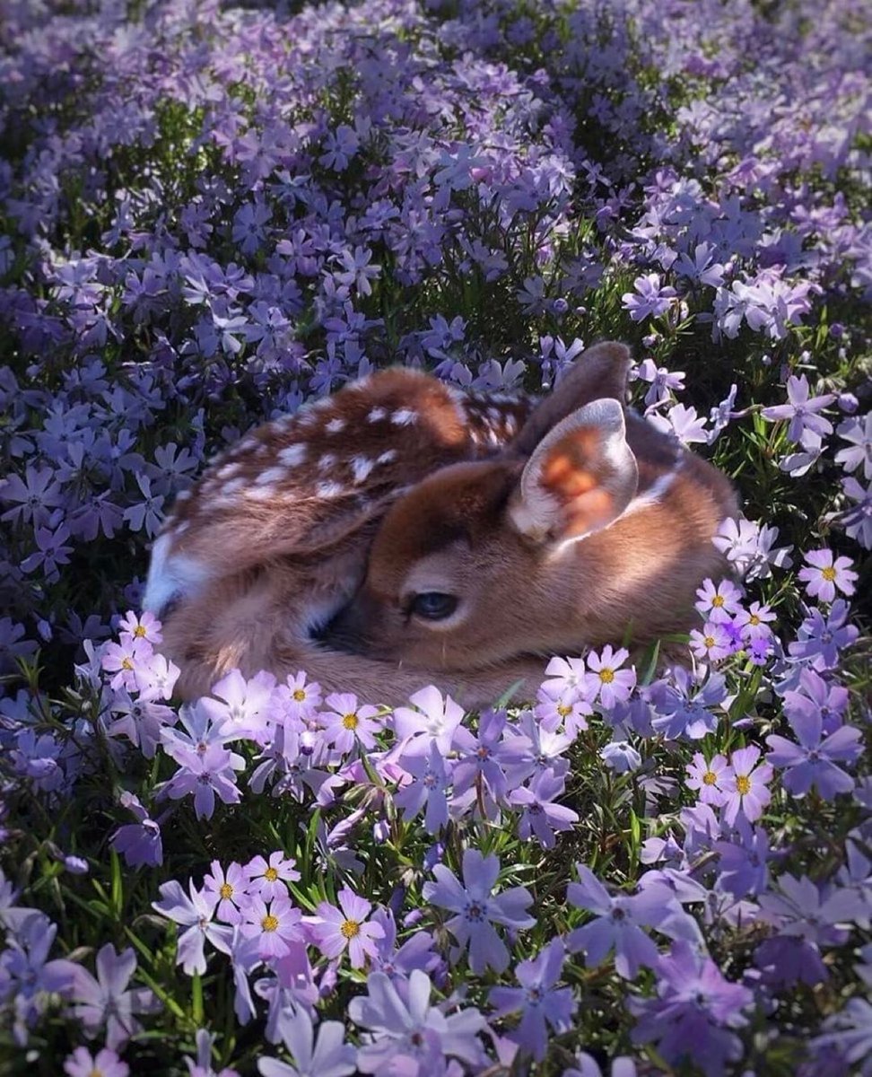 A fawn in a purple meadow 

📸 fuzzyfawnwildlife