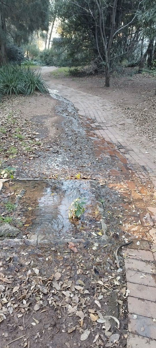 Niki Seberini tweet media