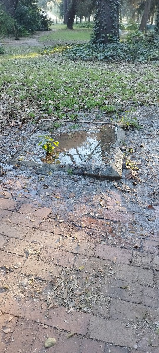 Niki Seberini tweet media