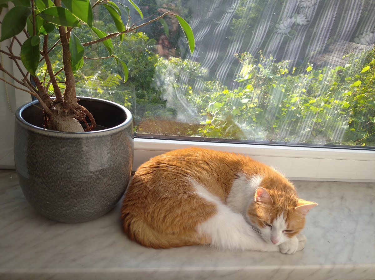SoyGatoFederico's tweet photo. #mia #catsofx #gatos #animales #cute #lanena #littleprincess #sunnyday #summer #enlacasa #relaxed #felizmiercoles https://t.co/Whamz2EmYj